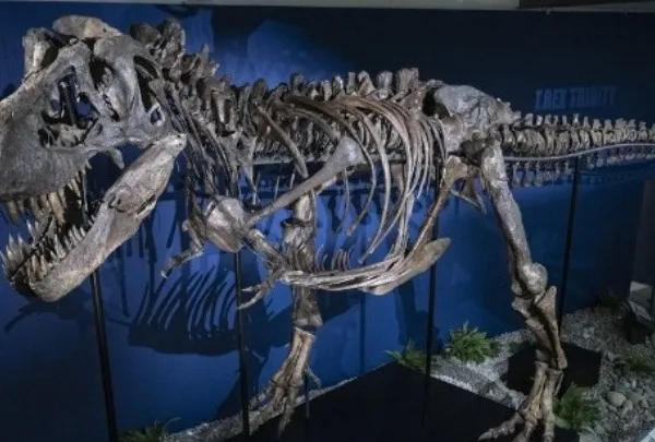 T-Rex «Γκας»: Ο ακριβότερος σκελετός δεινόσαυρου στην ιστορία&hellip;