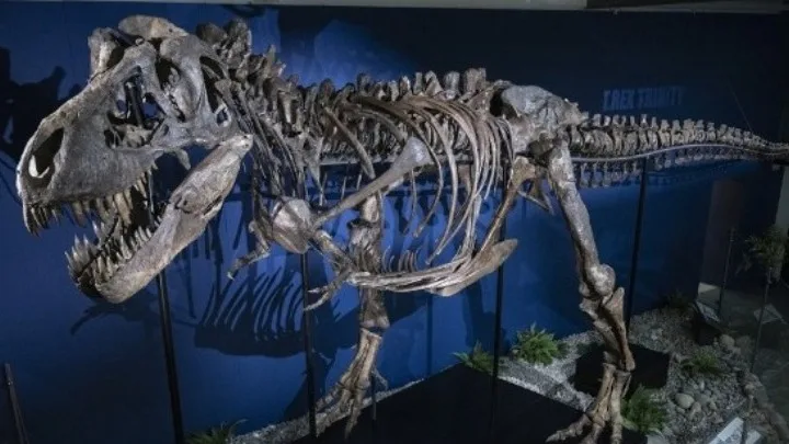 T-Rex «Γκας»: Ο ακριβότερος σκελετός δεινόσαυρου στην ιστορία πουλήθηκε για 50,1 εκατ. δολάρια