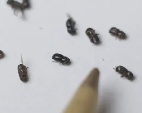 Polyphagous shot-hole borer: Το μικροσκοπικό σκαθάρι που σκοτώνει δέντρα και εξαπλώνεται στον&hellip;