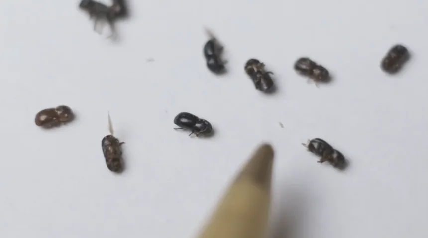 Polyphagous shot-hole borer: Το μικροσκοπικό σκαθάρι που σκοτώνει δέντρα και εξαπλώνεται στον πλανήτη