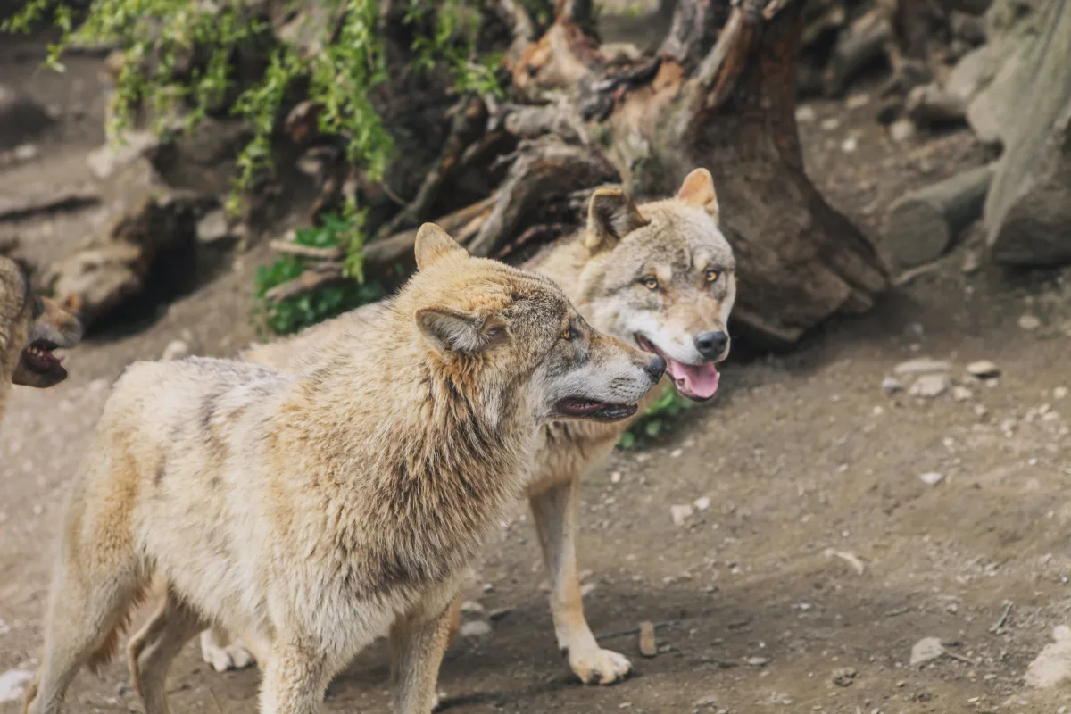 Photo by Andreas Schnabl on Pexels