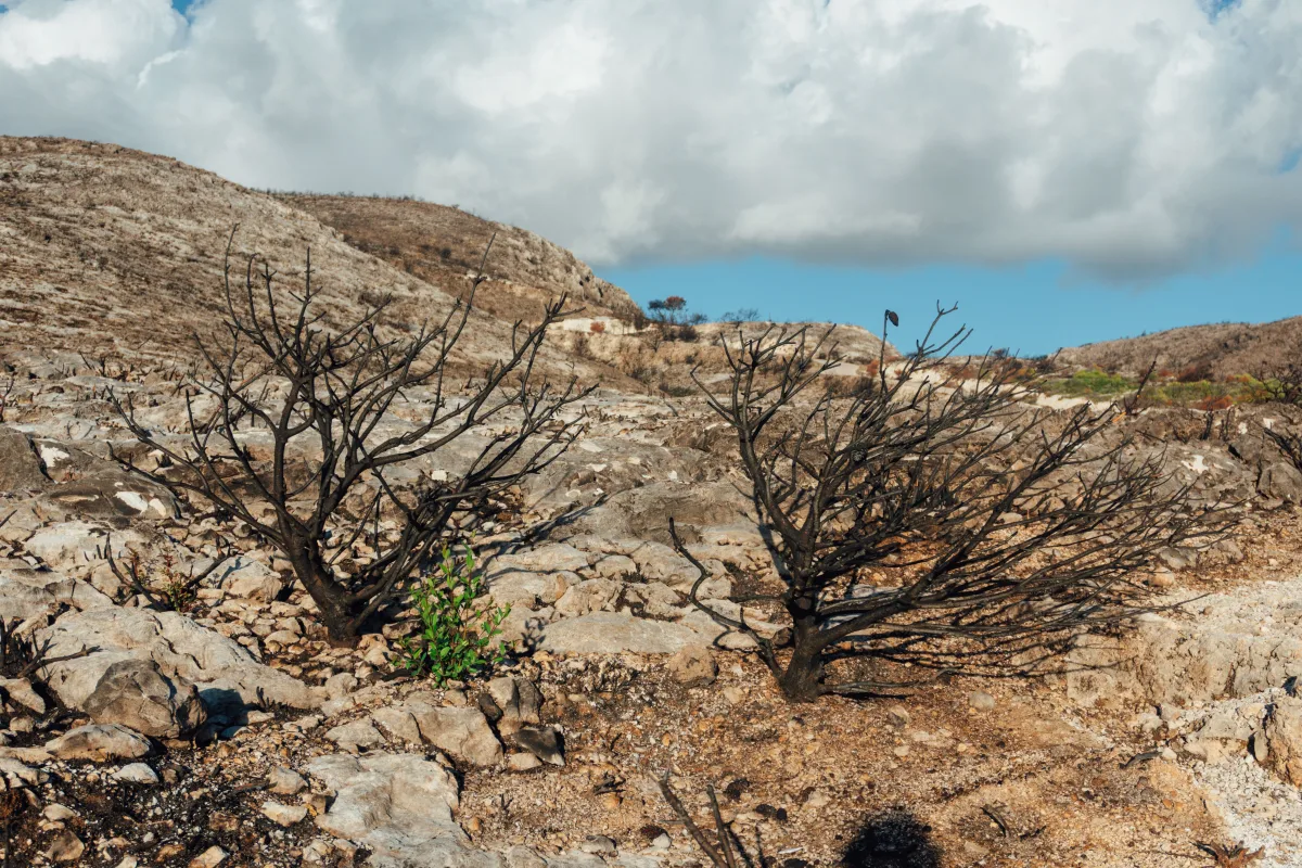Photo by Raymond Petrik on Pexels