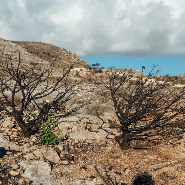 Photo by Raymond Petrik on Pexels
