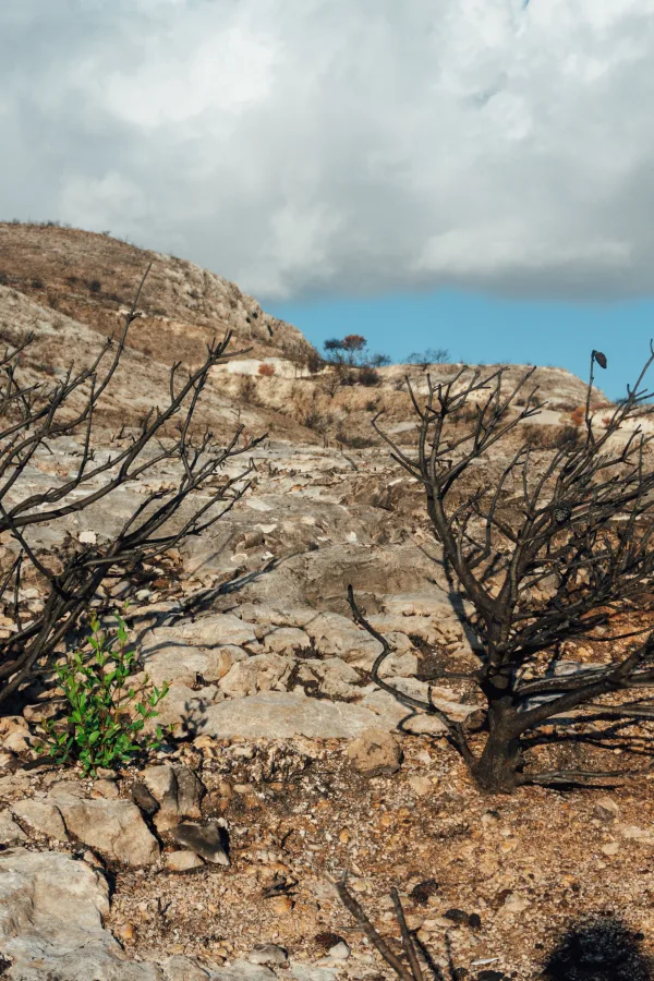 Photo by Raymond Petrik on Pexels