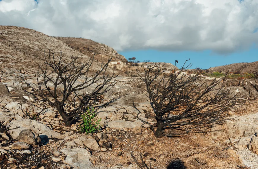 Photo by Raymond Petrik on Pexels